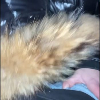Leather Furhoodjacket Porn